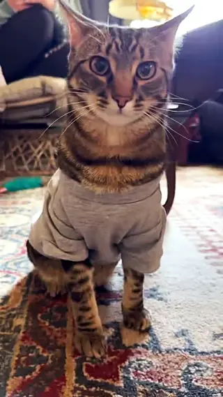 Poke`(FIV Positive)