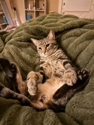 Poke`(FIV Positive)