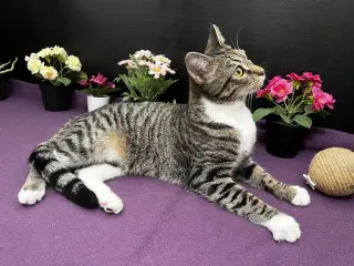 Lena