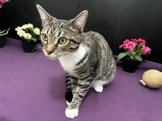 Lena