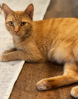 Soleil
