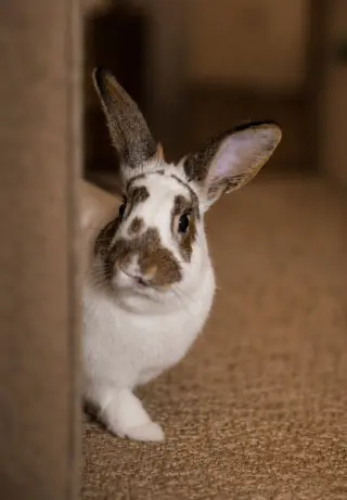 Pecan