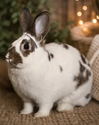 Pecan