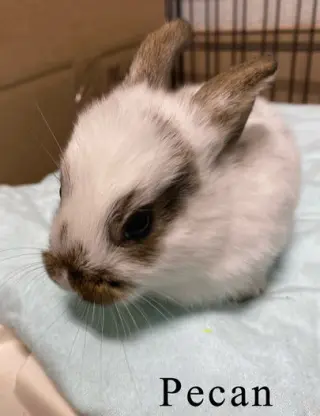 Pecan