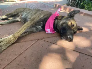 Macy