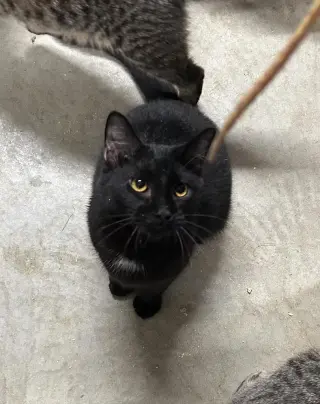 Chaos