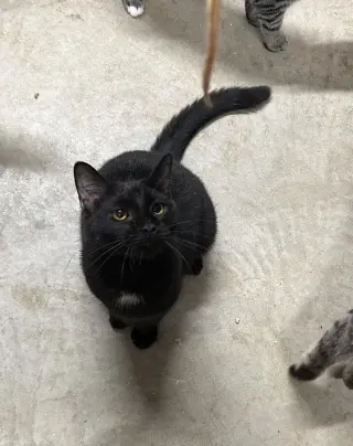Chaos