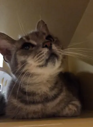 Sarah