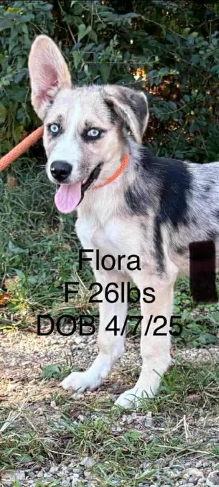 Flora