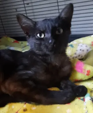Nugget