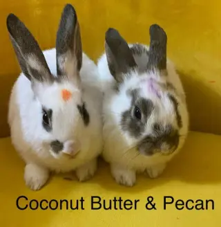 Coconut Butter