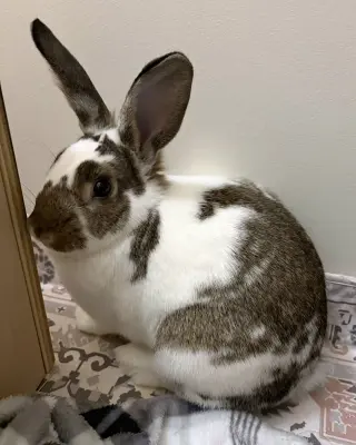 Walnut