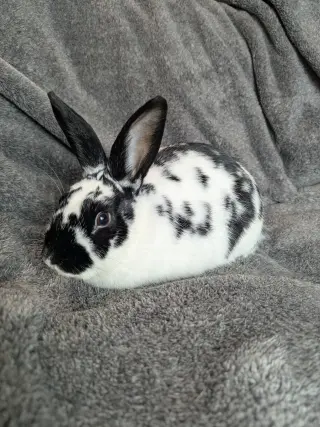 Poppyseed