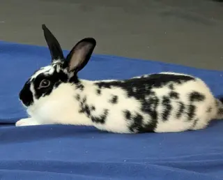 Poppyseed