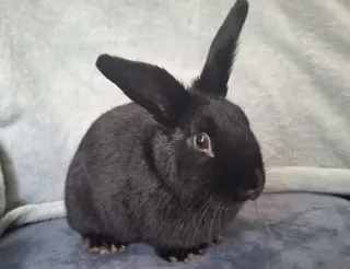 Sunflower Seed