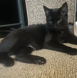 Cosmo