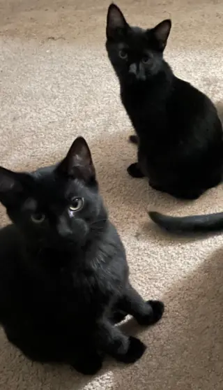 Cosmo