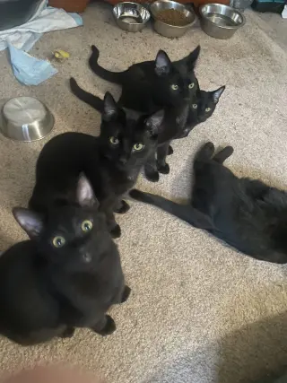 Cosmo