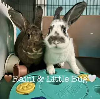 Raini