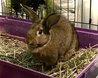 Raini