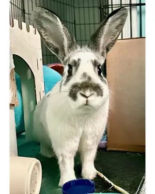 Little Bug