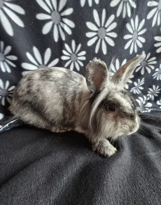 Elliot