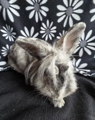 Elliot