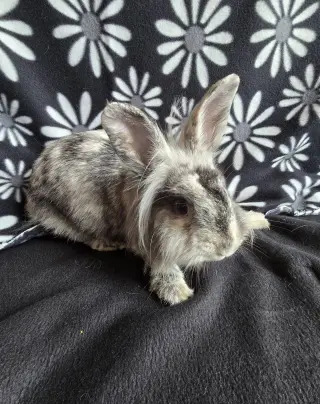 Elliot