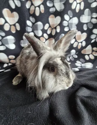 Elliot