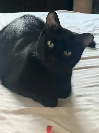 Pablo - life’s better with a little paw-casso
