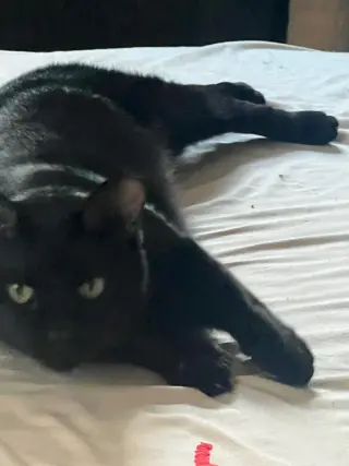 Pablo - life’s better with a little paw-casso