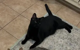 Pablo - life’s better with a little paw-casso