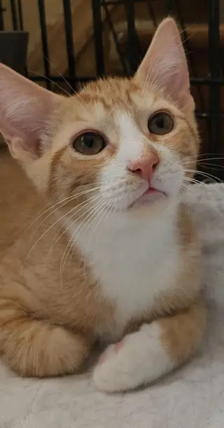 Michelangelo