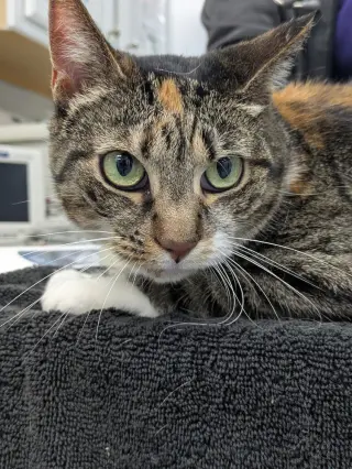 Sally