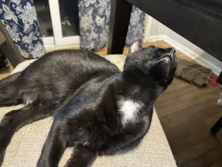 WILLOW