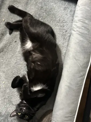 WILLOW