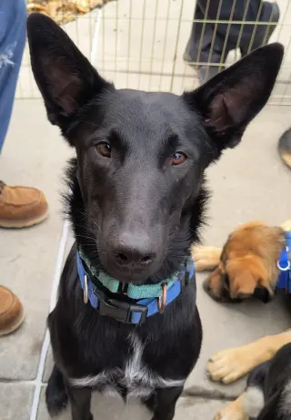 Loki