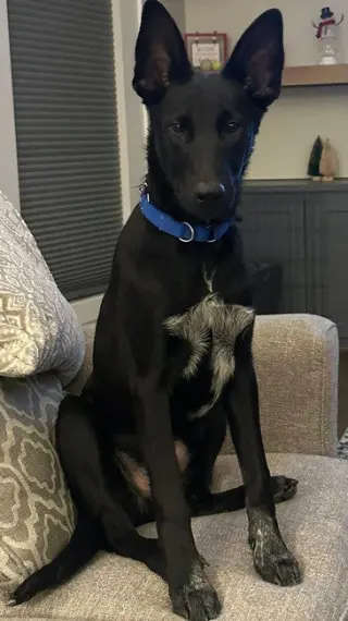 Loki