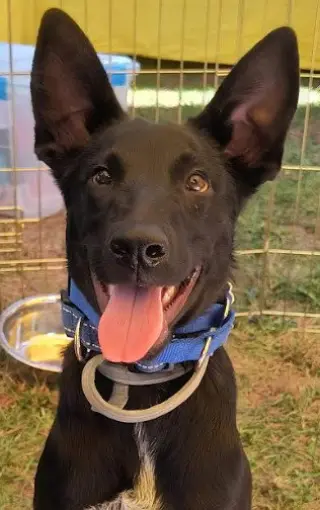 Loki