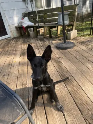 Loki