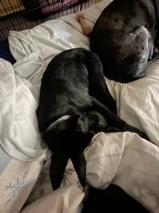Loki