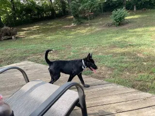 Loki