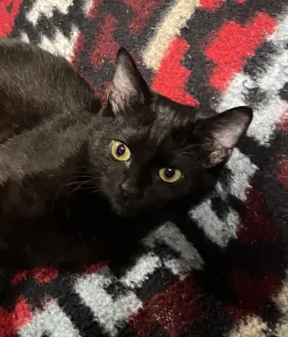 winston