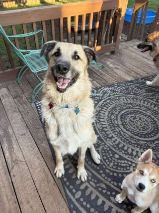 Ollie