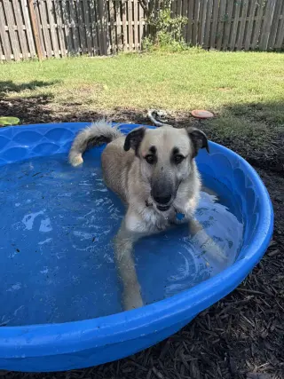 Ollie