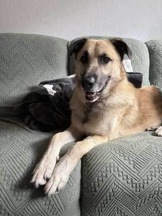 Ollie