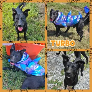Turbo
