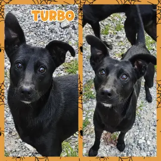 Turbo
