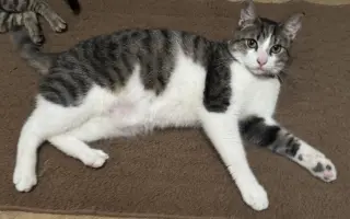 Bert
