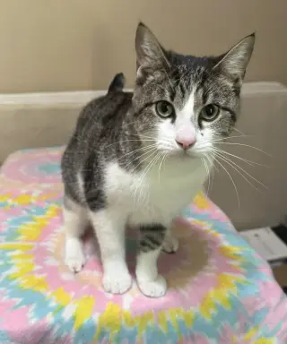 Bert